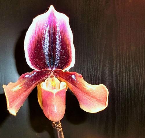 丹粟花语通常表达什么？丹粟花的花语有何深意？