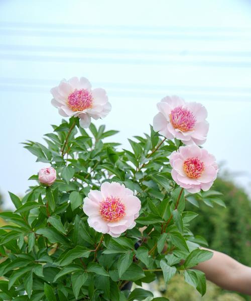 花语镜面是什么意思？花语镜面的含义有何讲究？