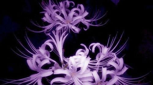 超兜花语有何特别之处？超兜花的花语代表了什么？