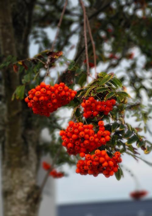 楸子花的花语含义是什么？如何理解楸子花语？