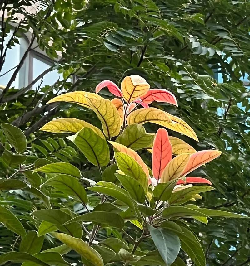 楸子花的花语含义是什么？如何理解楸子花语？