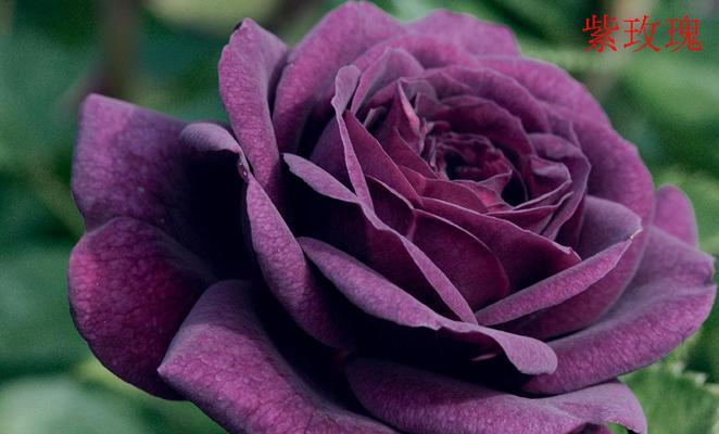 小蜡花语代表什么？小蜡花的花语有哪些含义？