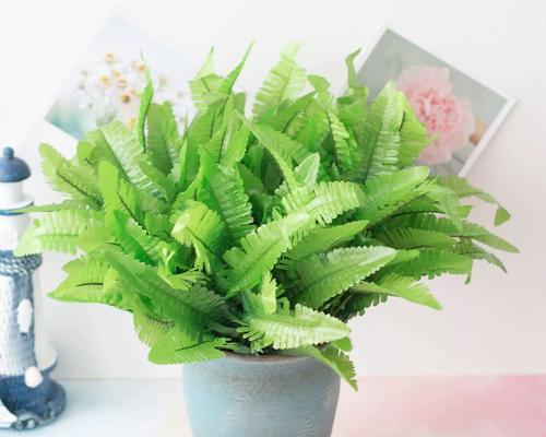 蕨草的花语是什么？蕨草花语有何特别之处？