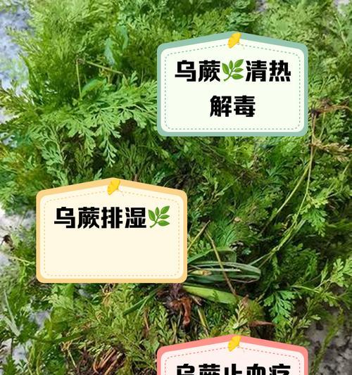 蕨草的花语是什么？蕨草花语有何特别之处？