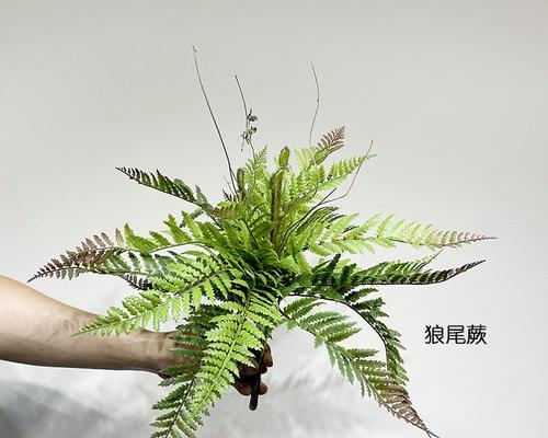 蕨草的花语是什么？蕨草花语有何特别之处？