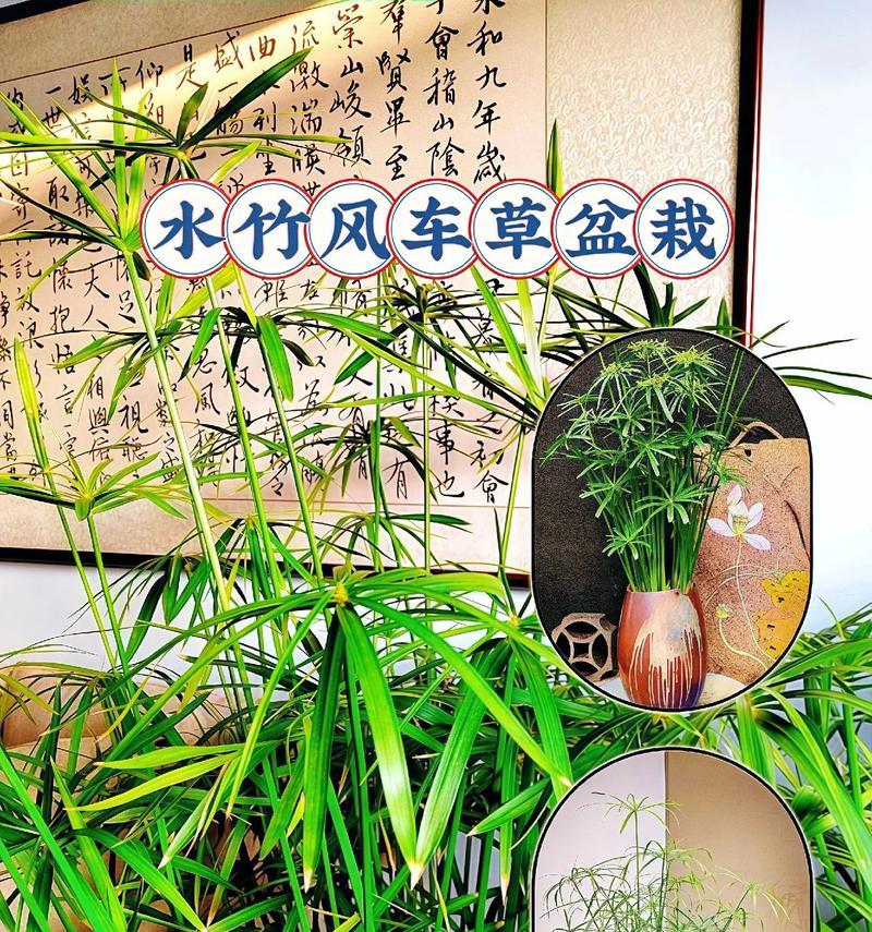 水竹花语有何深意？水竹的花语代表什么？