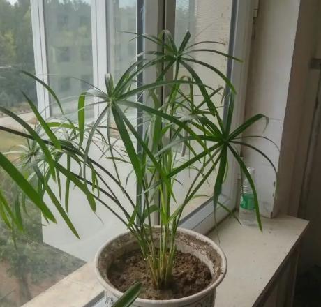 水竹花语有何深意？水竹的花语代表什么？