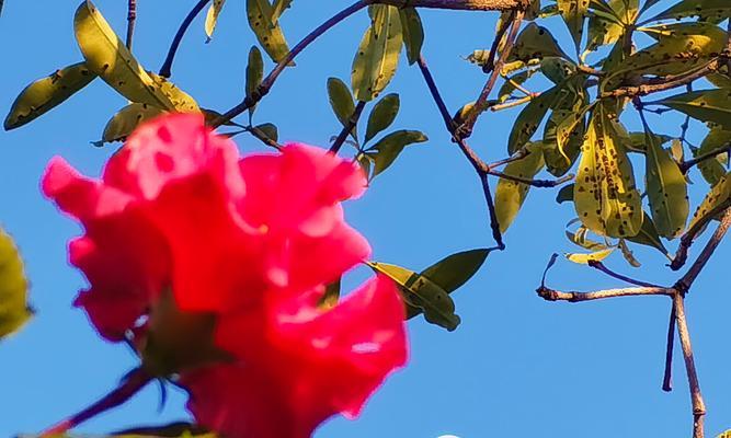 青松花语代表什么？青松的花语有何寓意？