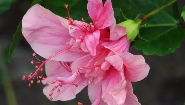 木瑾花的花语是什么？木瑾花语有何特别含义？