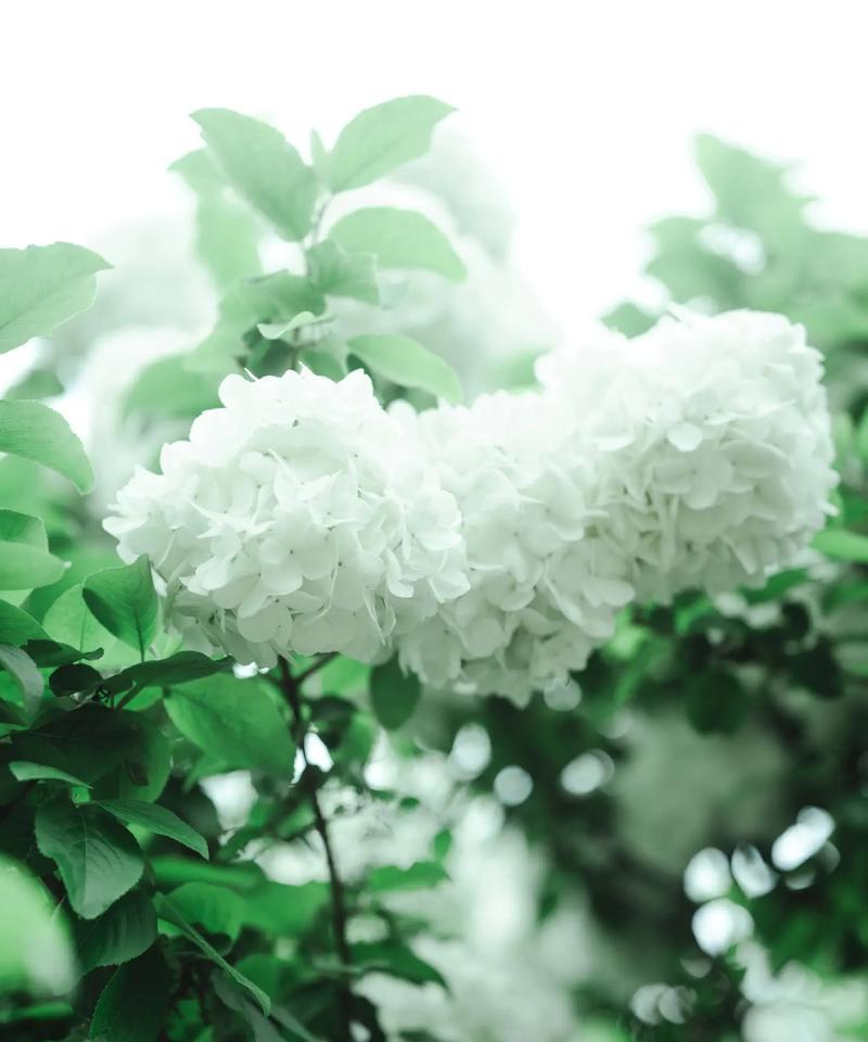 木瑾花的花语是什么？木瑾花语有何特别含义？