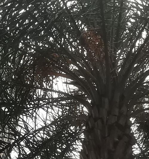 刺葵花语有何含义？刺葵的花语代表什么？