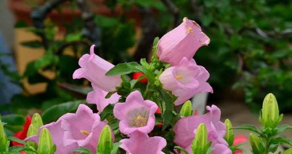 犵花语草是什么意思？犵花语草的花语有何特别之处？