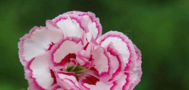 犵花语草是什么意思？犵花语草的花语有何特别之处？