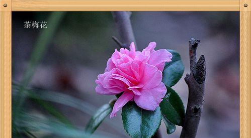 胡桃花语代表什么？胡桃花的花语有何含义？