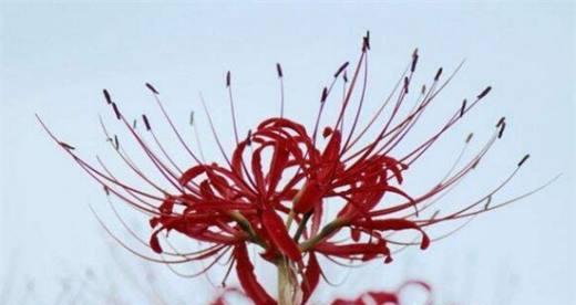 胡桃花语代表什么？胡桃花的花语有何含义？