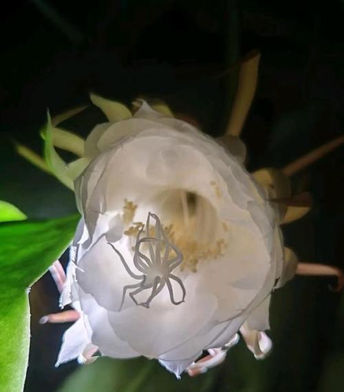 昙花的花语是什么？昙的花语有何深意？