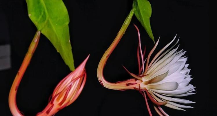 昙花的花语是什么？昙的花语有何深意？