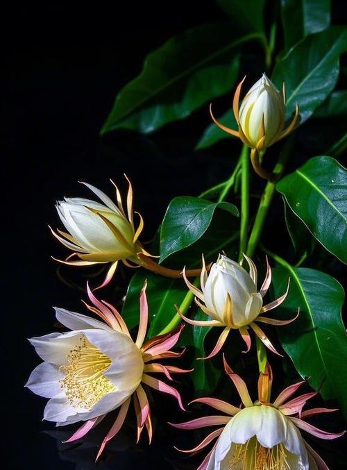 昙花的花语是什么？昙的花语有何深意？