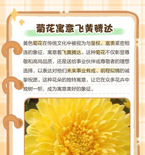 非菊的花语是什么？非菊花语有何特别含义？