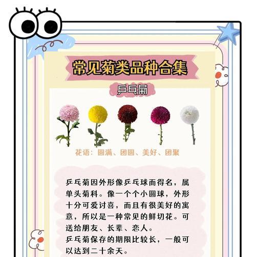 非菊的花语是什么？非菊花语有何特别含义？