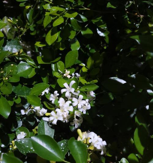 香芥花的花语是什么？香芥花语有何特别之处？