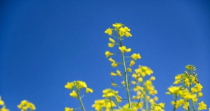 香芥花的花语是什么？香芥花语有何特别之处？