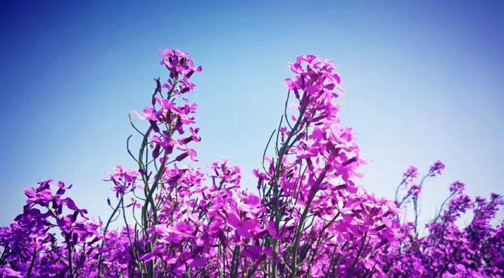 香芥花的花语是什么？香芥花语有何特别之处？