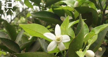 枳子花语代表什么？枳子的花语有何含义？