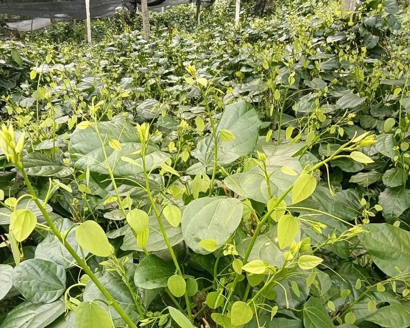 辣木花的花语是什么？辣木花语有何特别含义？