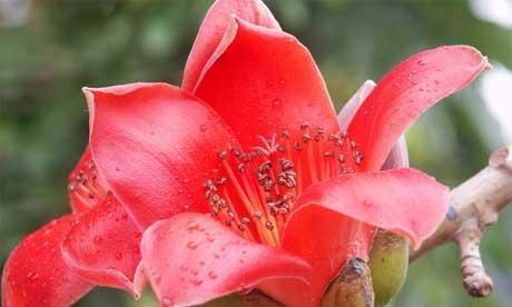 初慕花语是什么意思？初慕的花语有何深意？