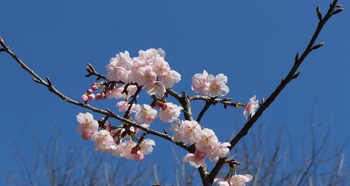 初慕花语是什么意思？初慕的花语有何深意？