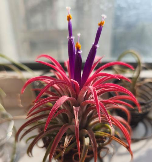 长兰花的花语是什么？长兰花语有何特别之处？