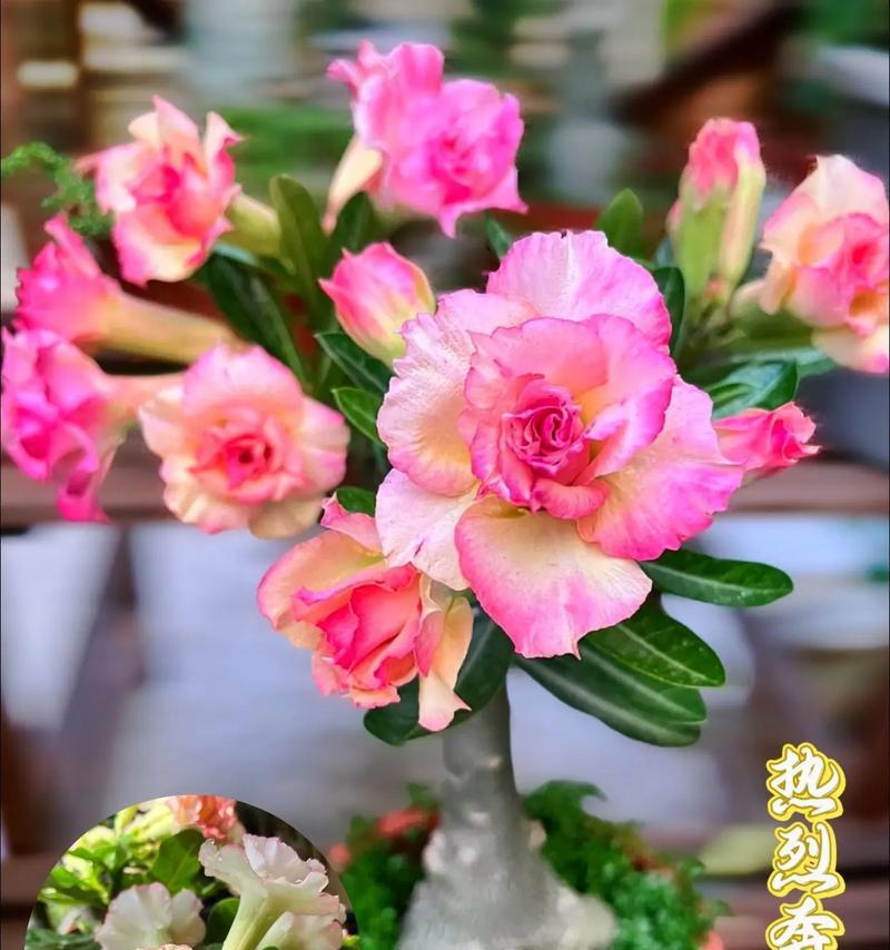 花语沙漠中隐藏了哪些秘密？如何解读沙漠中的花语？