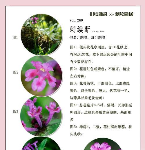 花语沙漠中隐藏了哪些秘密？如何解读沙漠中的花语？