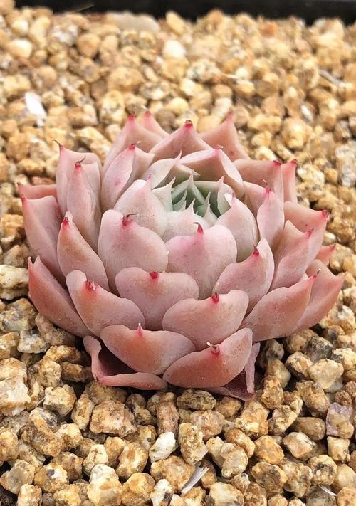 花语沙漠中隐藏了哪些秘密？如何解读沙漠中的花语？