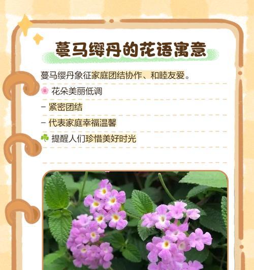 花语柔软代表了什么？如何用花语表达温柔？