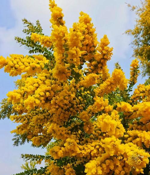 花语柔软代表了什么？如何用花语表达温柔？