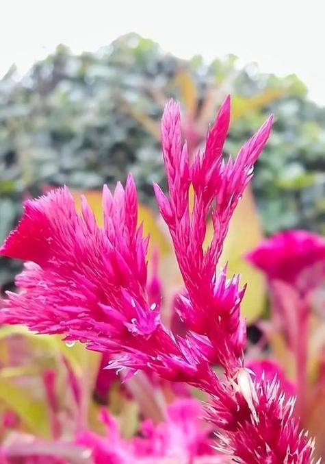 花语柔软代表了什么？如何用花语表达温柔？