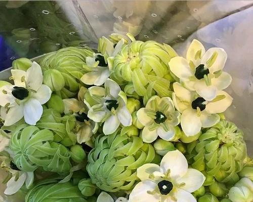 椴树花语是什么？它在花语中代表了哪些情感？