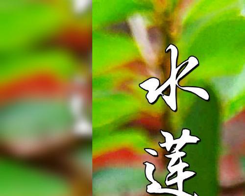 椴树花语是什么？它在花语中代表了哪些情感？