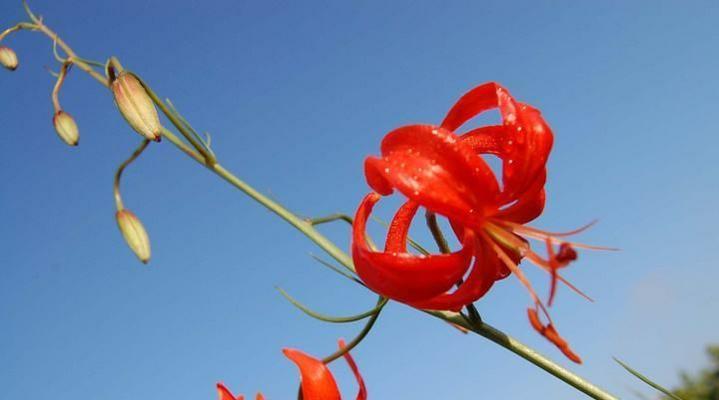 山丹花语有何特别之处？在花语中象征着什么？