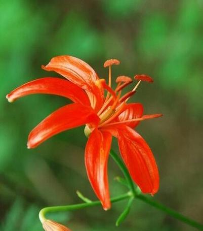山丹花语有何特别之处？在花语中象征着什么？