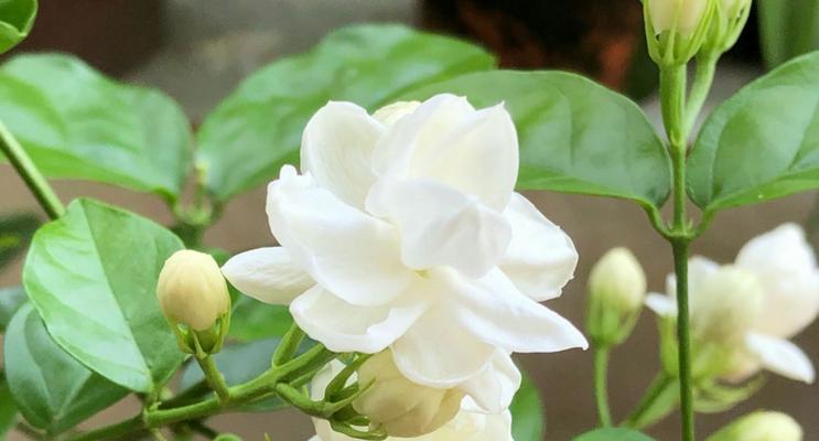 桂圆花语通常表达什么情感？有哪些花语含义？