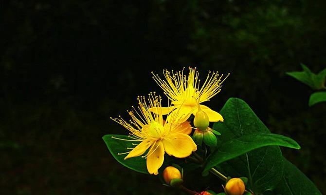 红果花语有哪些寓意？如何用红果花语传达情感？