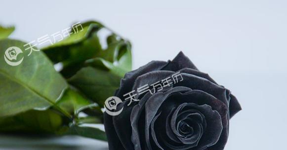 花语椰子代表了什么？在送花时应该注意什么？