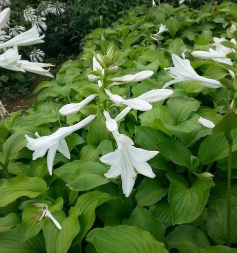 花语白玉象征着什么？在花语中有哪些含义？