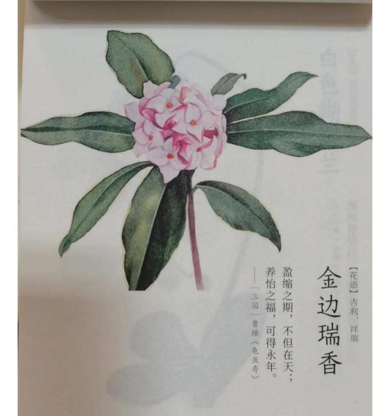 花语瑞香有何寓意？如何用瑞香花语表达祝福？