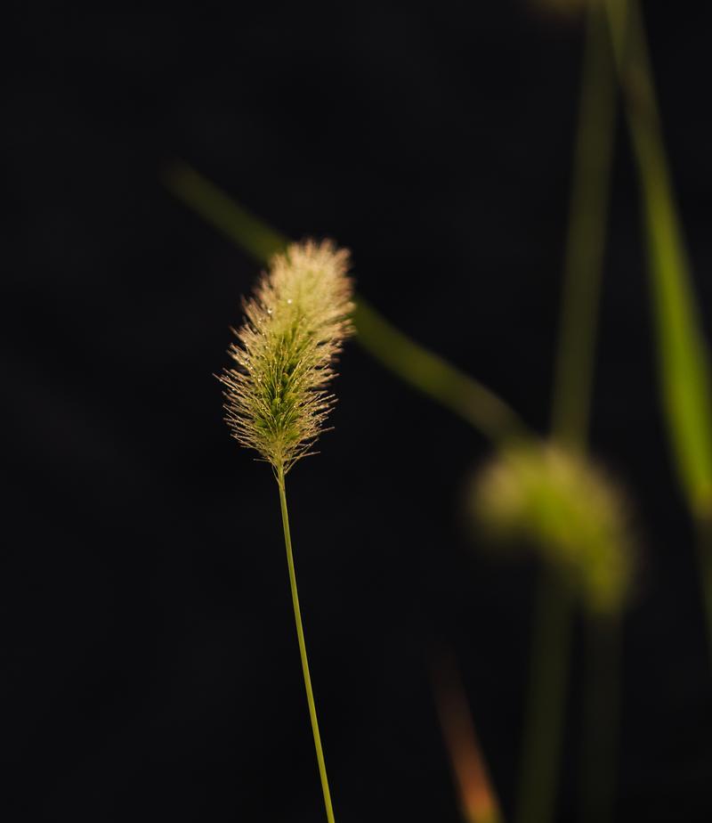 温室花语通常代表什么？在花语中有哪些特别含义？