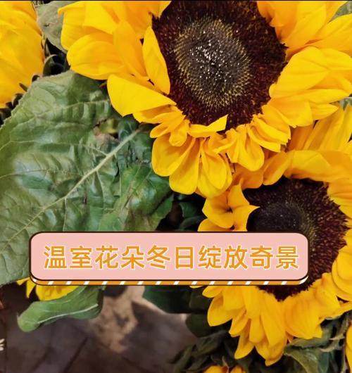 温室花语通常代表什么？在花语中有哪些特别含义？