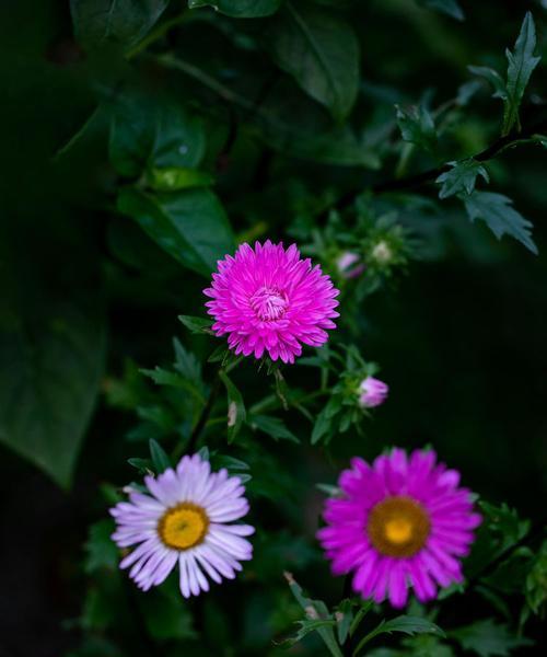 花语翠菊表达了哪些情感？如何用翠菊花语传递心意？